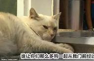 震惊！猫界霸主展现惊人实力，比特斗牛犬集体遭殃！