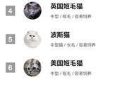 你的爱猫上榜了吗？猫咪排行榜TOP20来袭