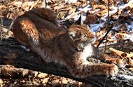 四川贡嘎山猞猁出没，护院藏獒英勇护羊