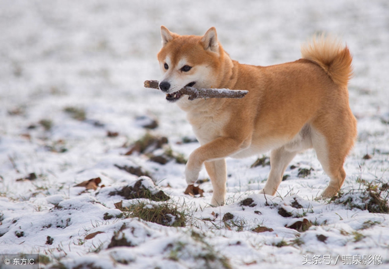 日本“忠犬八公”秋田犬 想不想养只