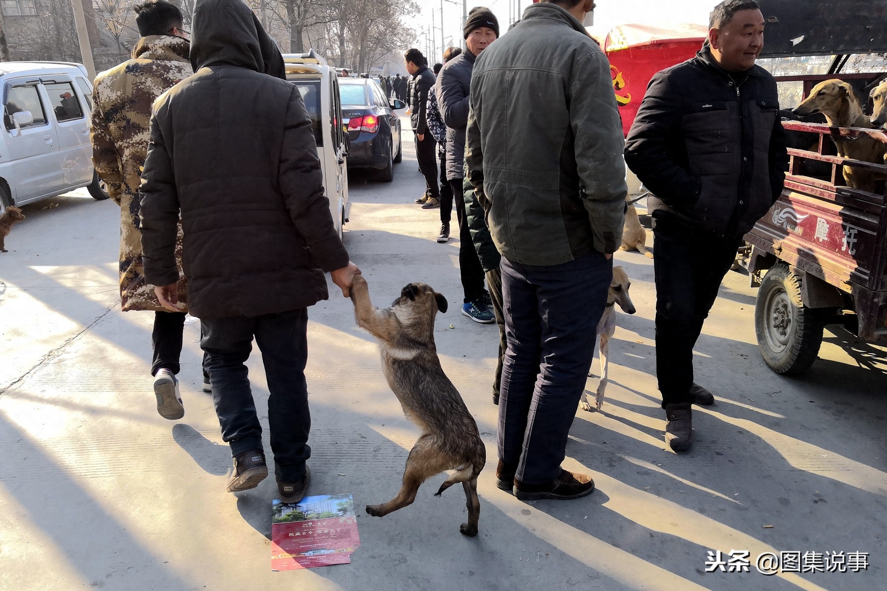 图文直击：严寒挡不住小镇狗市的交易热情，八哥犬300元抱走