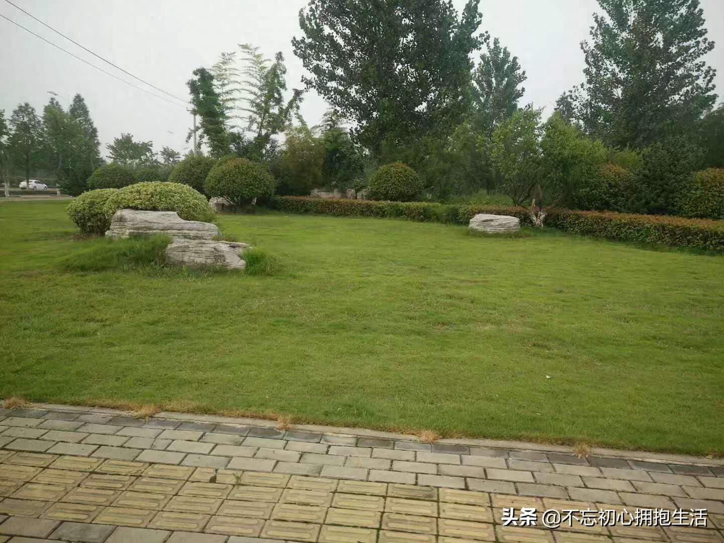 王敏骅说景石：草坪景观龟纹石图片，私藏了很久没有公开的图片