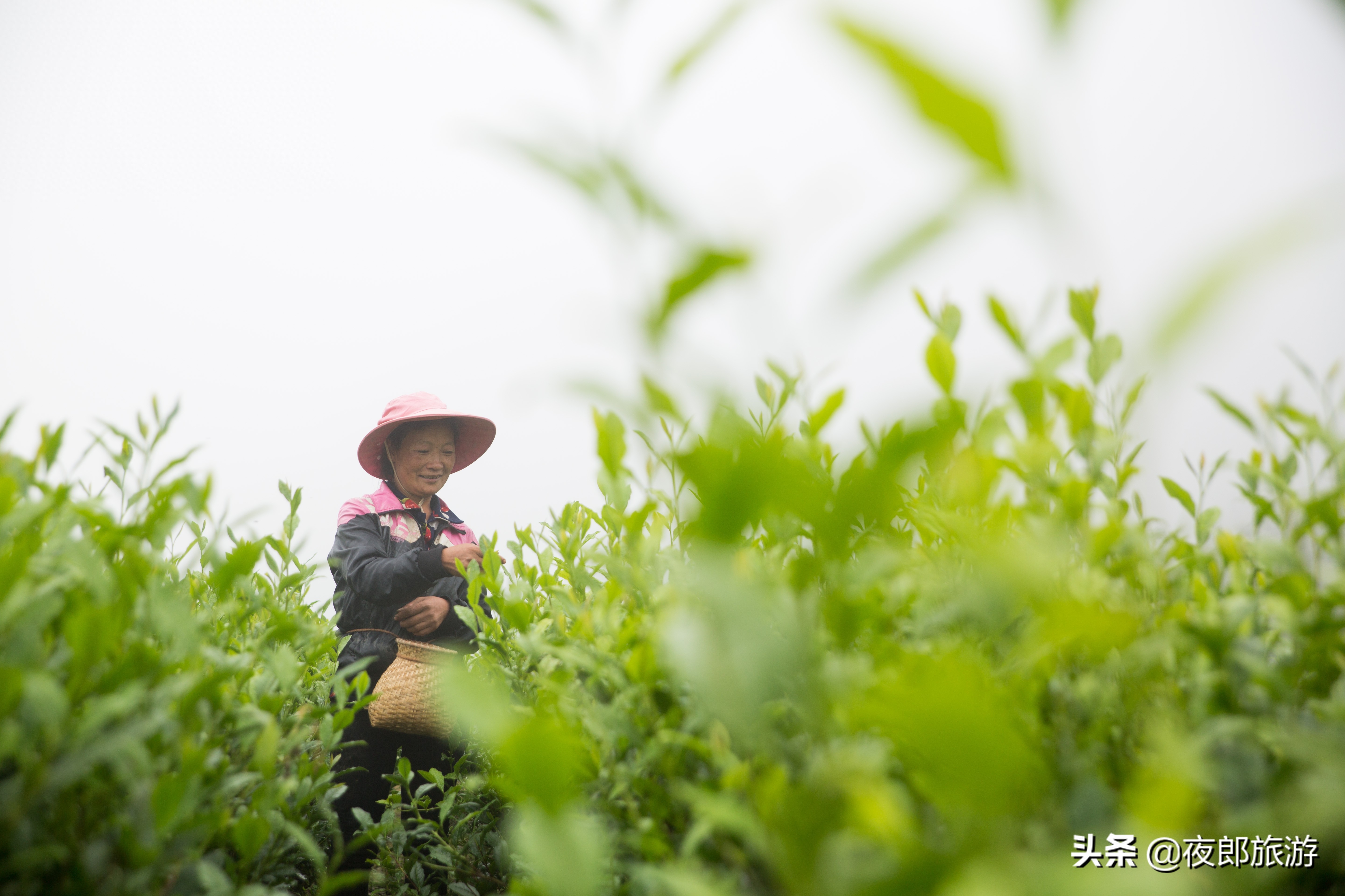 贵州大方：云山雾绕采夏茶