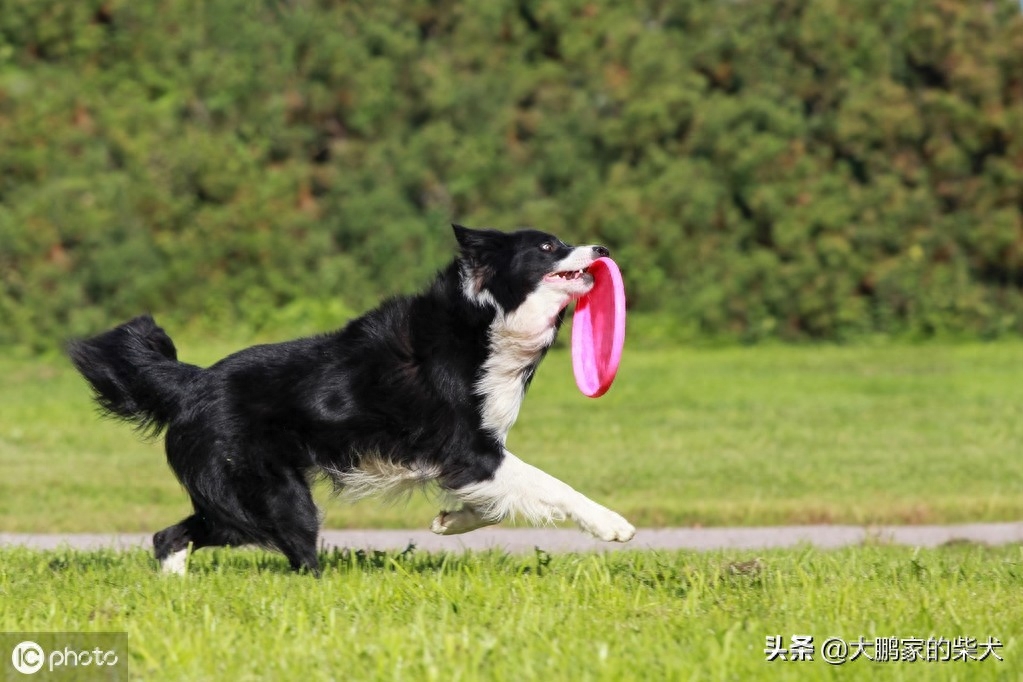 狗狗届的IQ大佬，边境牧羊犬