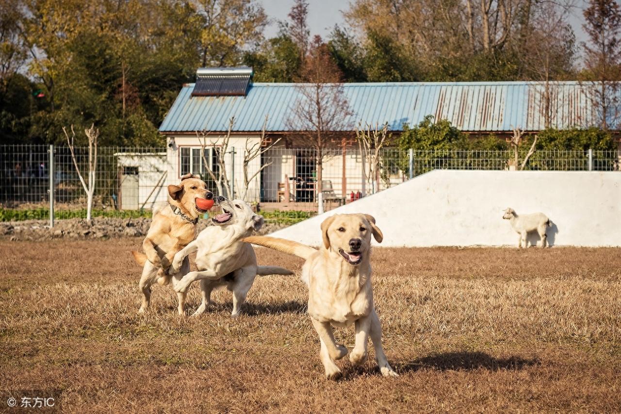 上海训犬师的日常 经营狗狗的“黄埔军校” 并提供宠物墓地