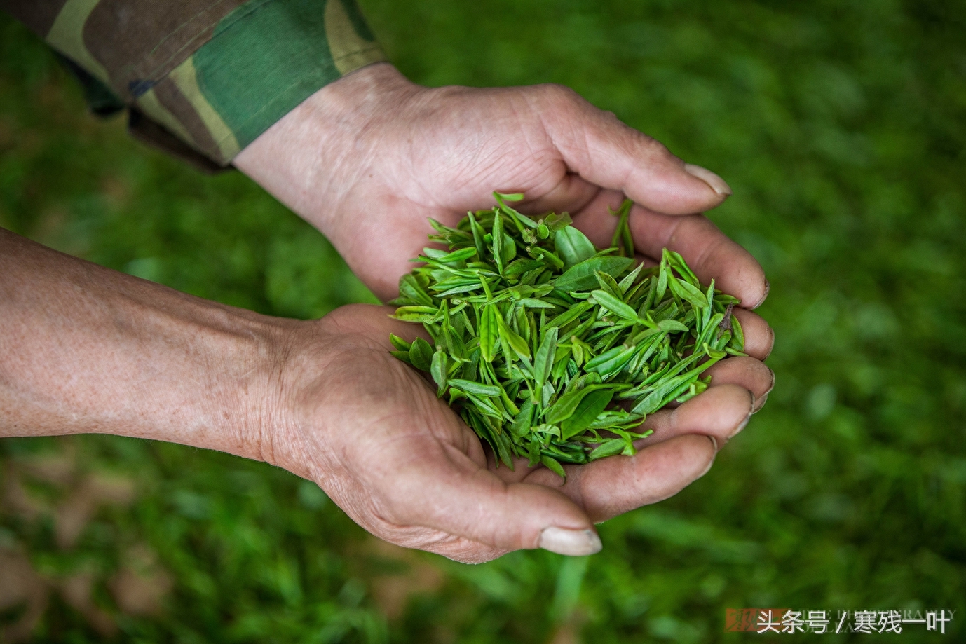 这才是真正的西湖龙井，景区买的是龙井茶，价格相差很多别被骗了