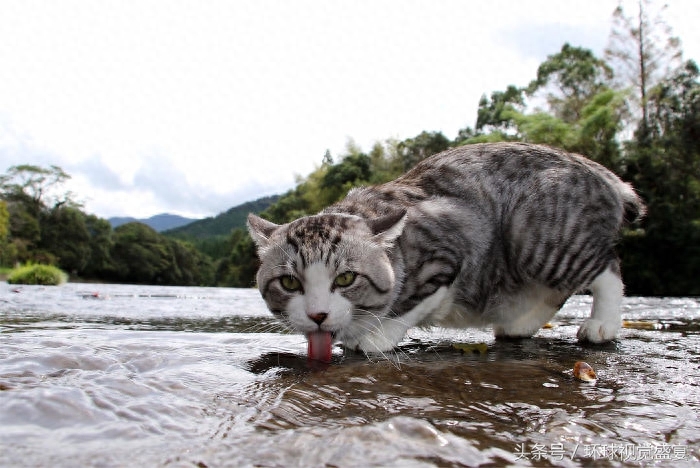 有一只带感的虎斑猫，随手拍摄的旅行照片都能美成这样