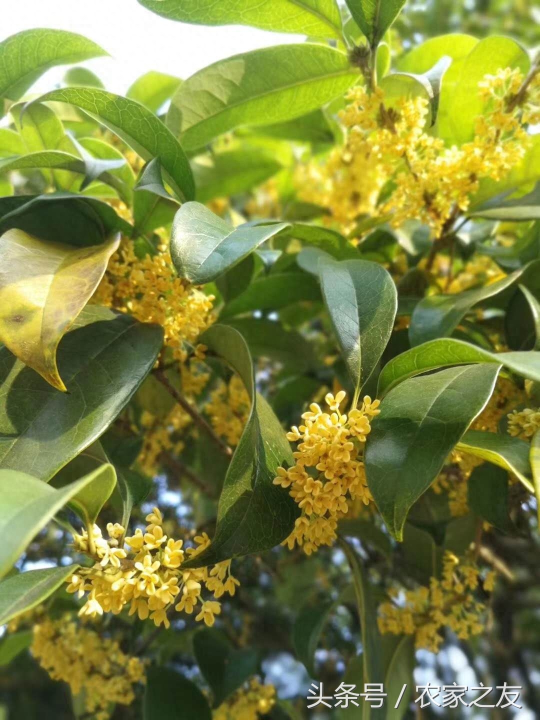 桂林秋季桂花香，龙脊村民制茶忙，龙胜桂花茶制作过程