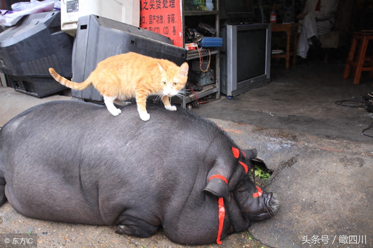 迷你宠物猪变大肥猪，回头率高，吸引路人围观