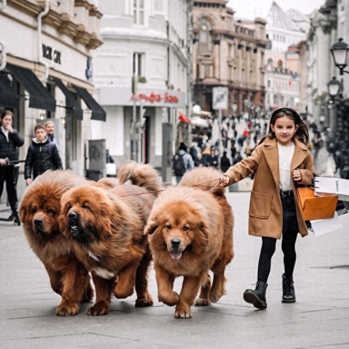 「藏獒特辑」：世界上最古老的稀有犬种，最后一张太像狮子了