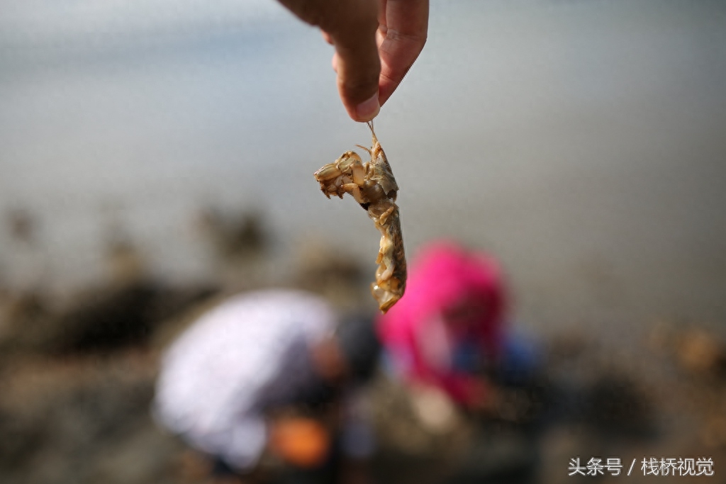 绝迹多年“虾虎”再现青岛四方海滩 老青岛钓虾虎展绝活