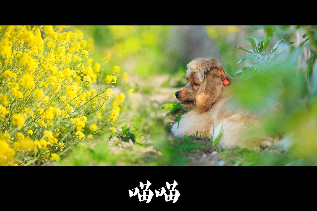 图虫人文摄影：可卡犬