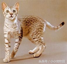 世界上最早出现的家猫——埃及猫