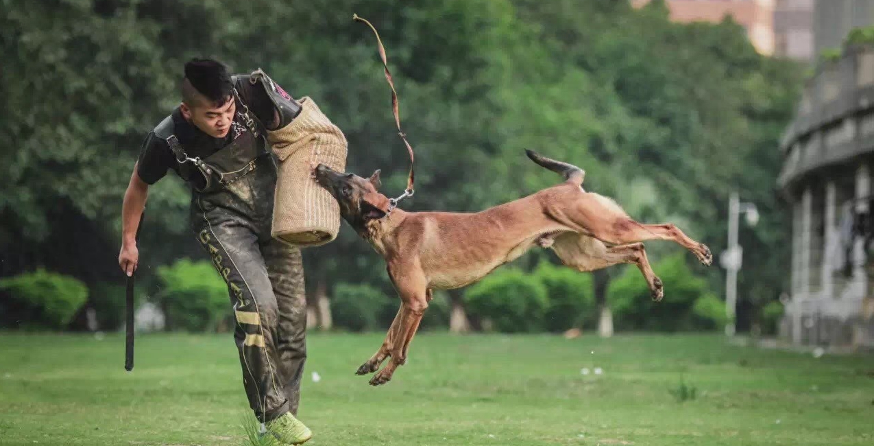 新一届工作犬之王？军警新宠：比利时马犬