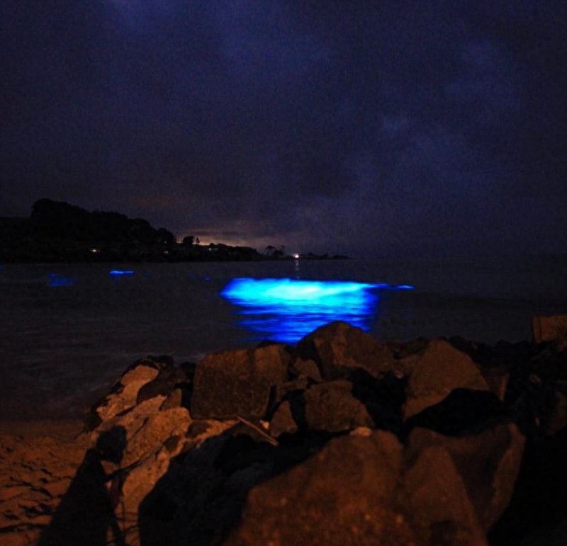 澳海湾现生物发光现象 霓虹蓝照亮夜空