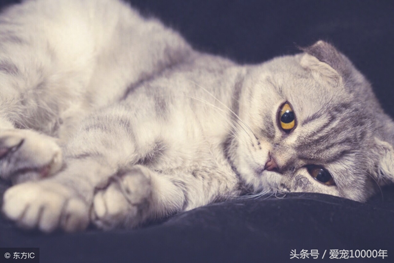 虎斑猫的爱情：重生了100万次，爱上这只白猫后，愿一起去死