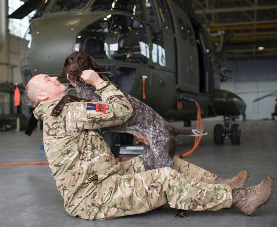 赫兹是一条德国短毛犬，它现在英国皇家空军宪兵队服役