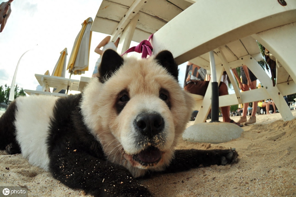 中国的原产犬种—松狮犬