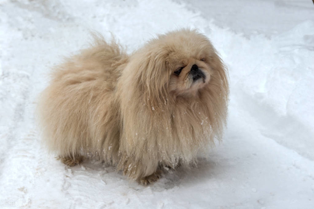 常见家庭的饲养的观赏犬——北京犬（京巴）