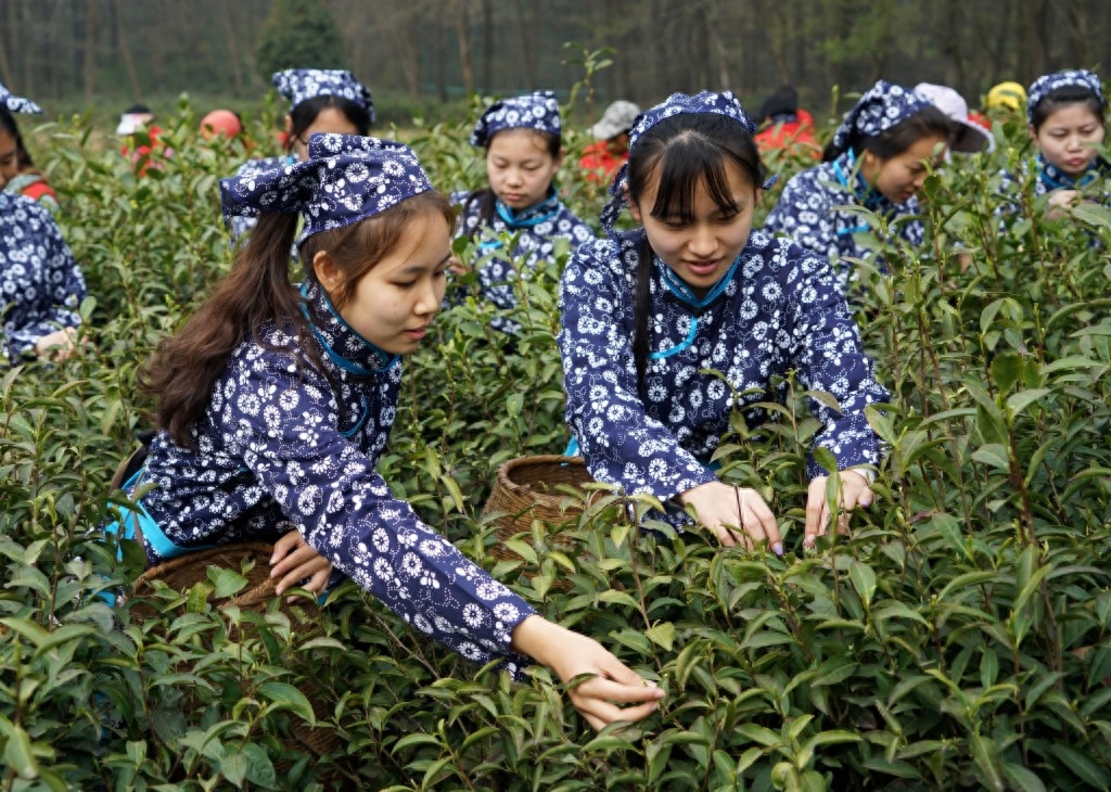 南京：钟山雨花茶春茶开始采摘炒制