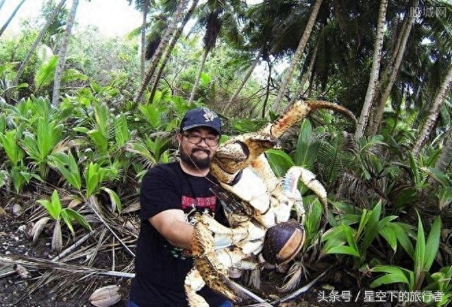 直击：世界上最大的陆地节肢动物——椰子蟹，下水会被溺死，寿命可达60年