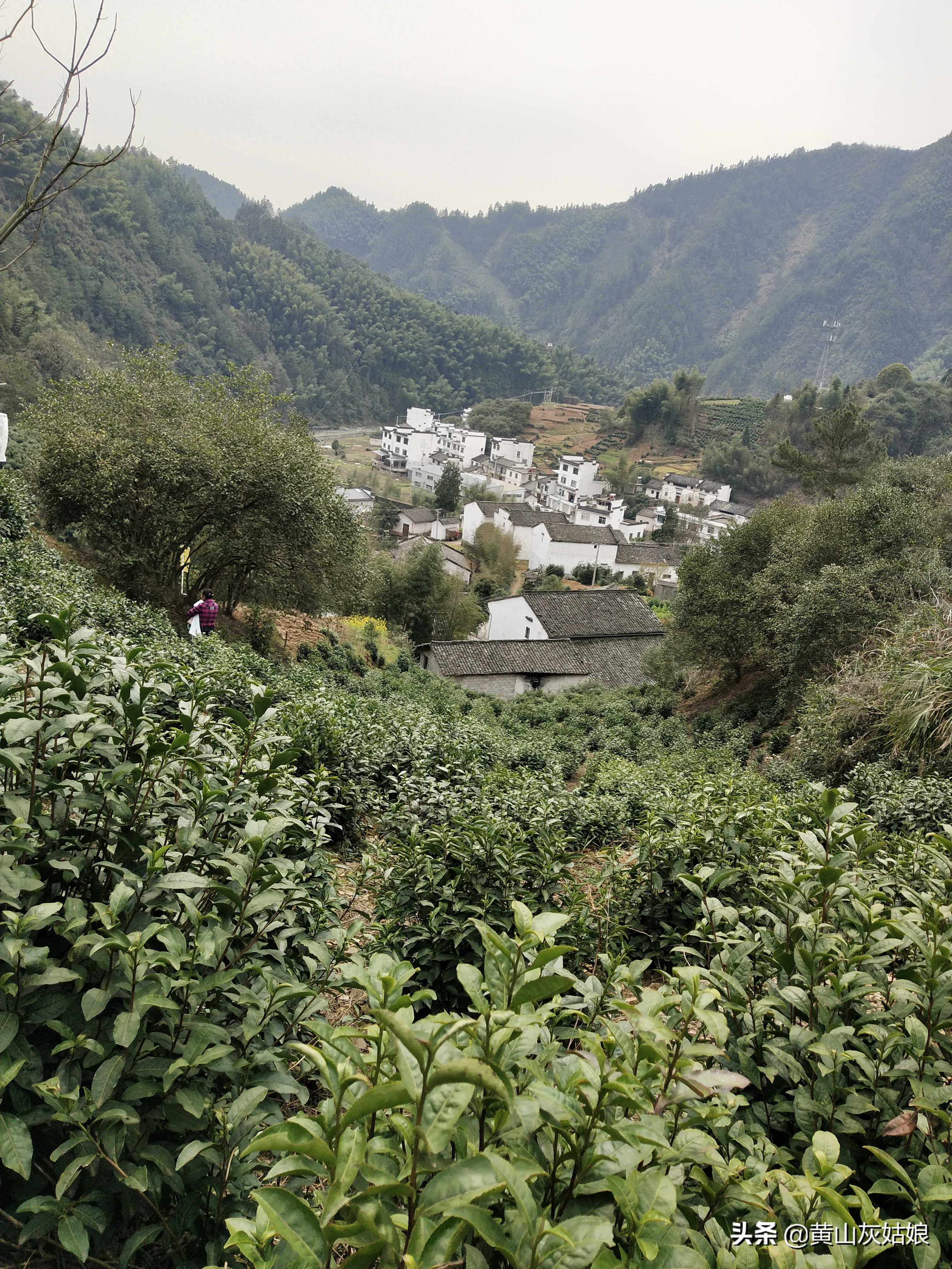 黄山毛峰-富溪核心产区，茶农忙碌的生活，采茶卖茶