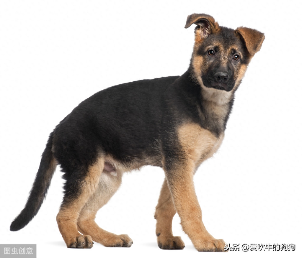 今天说说德国牧羊犬的由来，俗称德国狼犬，如果有可能你会养吗？