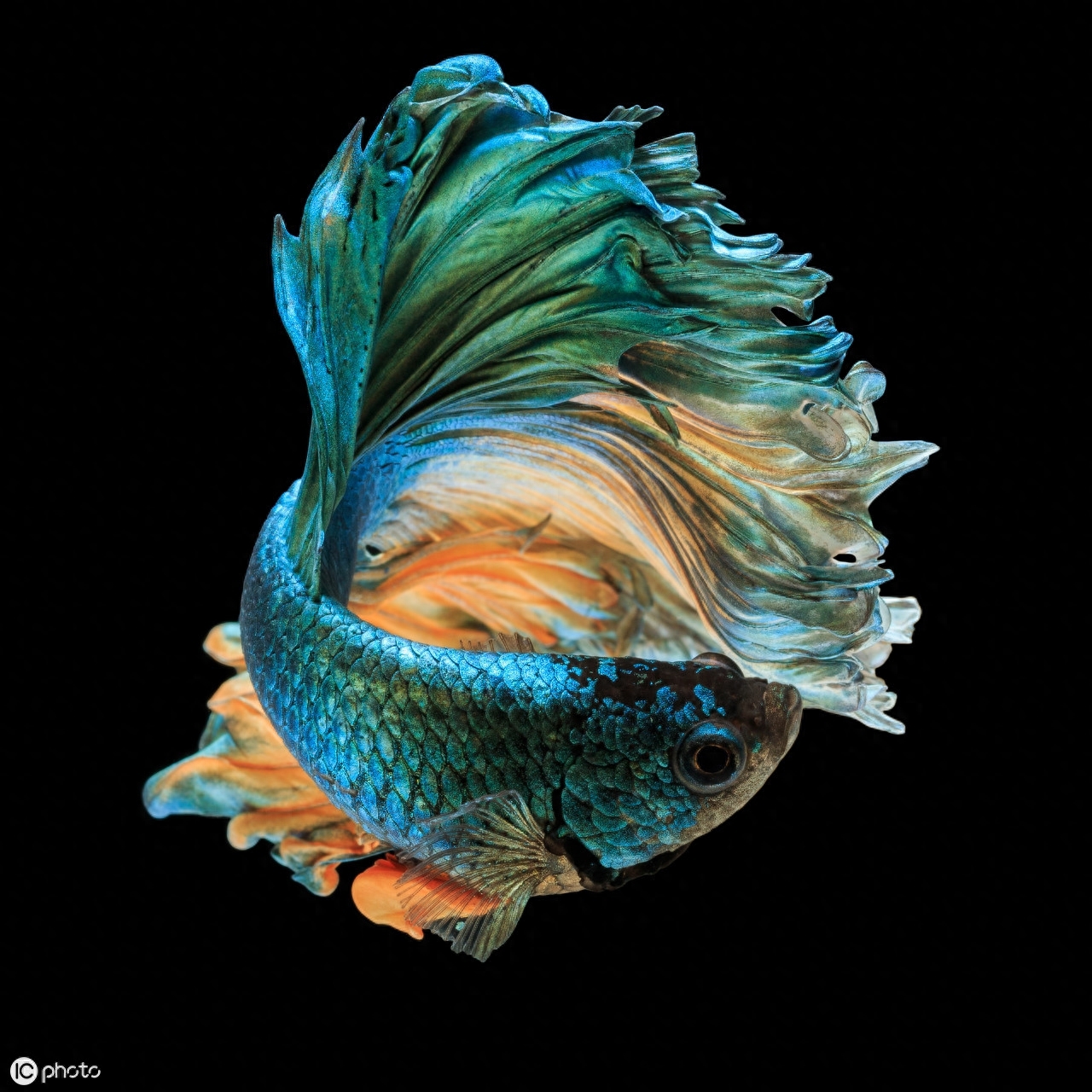 五彩搏鱼（Betta splendens (Regan, 1910)）（暹罗斗鱼）