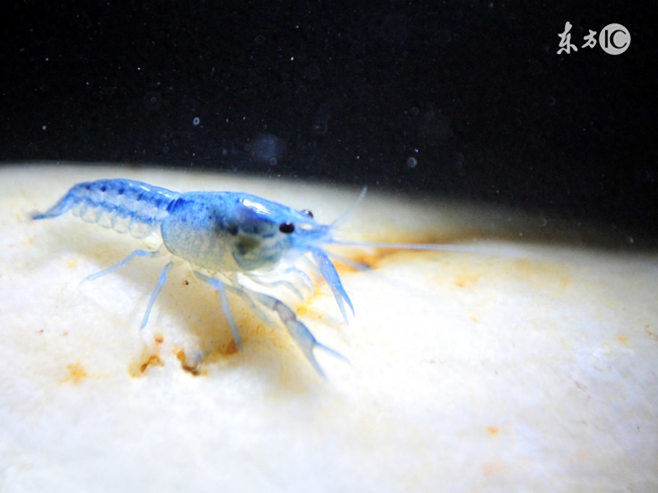 海洋生物——龙虾